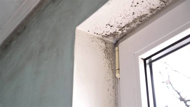 Best Comprehensive Air Testing for Mold Contaminants  in Orinda, CA