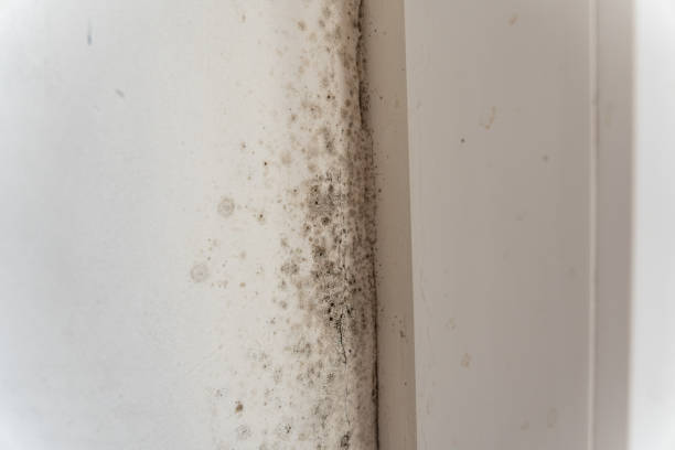 Best Post-Construction Mold Inspection  in Orinda, CA